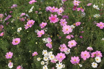 Fototapeta premium multiple colored garden cosmos flower
