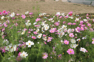 Fototapeta premium multiple colored garden cosmos flower