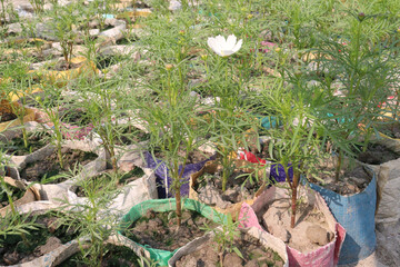 Fototapeta premium cosmos flower plant on bag in farm