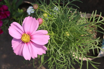 Fototapeta premium cosmos flower plant on bag in farm