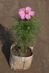 Fototapeta premium cosmos flower plant on bag in farm