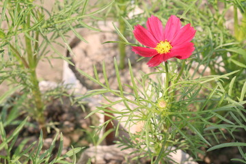 Fototapeta premium cosmos flower plant on bag in farm