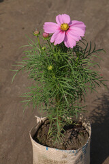 Fototapeta premium cosmos flower plant on bag in farm