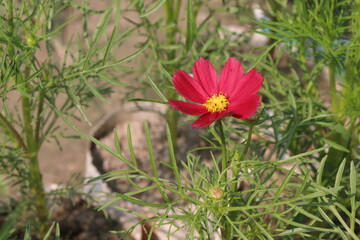 Fototapeta premium cosmos flower plant on bag in farm