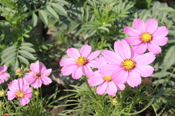 Fototapeta premium cosmos flower plant on bag in farm
