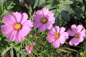Fototapeta premium cosmos flower plant on bag in farm