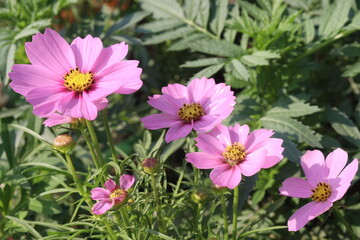 Fototapeta premium cosmos flower plant on bag in farm