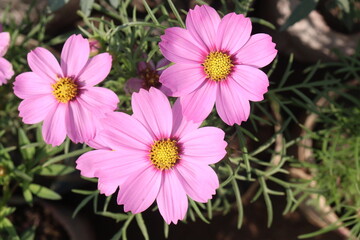 Fototapeta premium cosmos flower plant on bag in farm