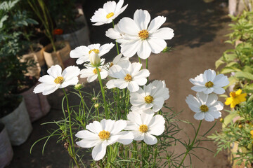 Fototapeta premium cosmos flower plant on bag in farm