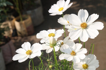 Fototapeta premium cosmos flower plant on bag in farm