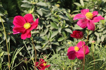 Fototapeta premium cosmos flower plant on bag in farm