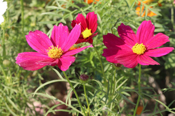 Fototapeta premium cosmos flower plant on bag in farm