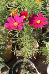 Fototapeta premium cosmos flower plant on bag in farm
