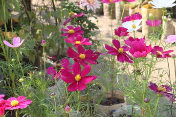 Fototapeta premium cosmos flower plant on bag in farm