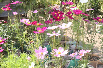 Fototapeta premium cosmos flower plant on bag in farm