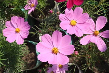 Fototapeta premium cosmos flower plant on bag in farm