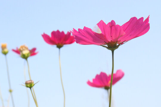 pink colored garden cosmos flower
