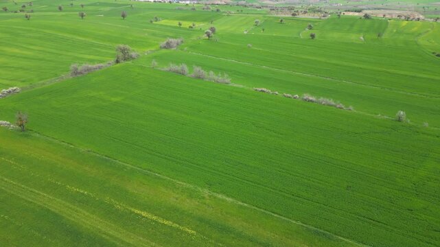 Green_fields_with a drone._Fields turning green in spring.