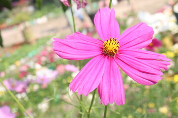 Fototapeta premium cosmos flower on farm for harvest