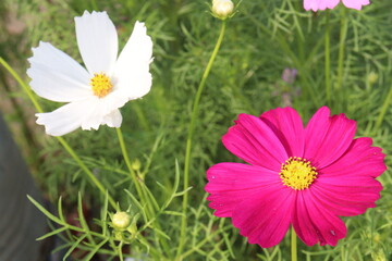 Fototapeta premium cosmos flower on farm for harvest