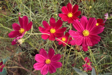 Fototapeta premium cosmos flower plant on bag in farm