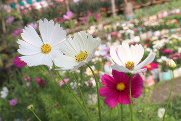 Fototapeta premium cosmos flower on farm for harvest