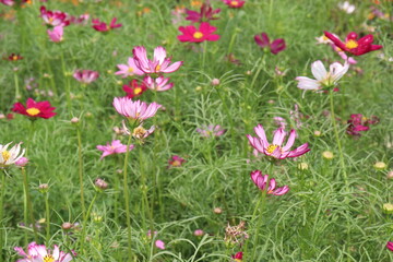 Fototapeta premium multiple colored garden cosmos flower