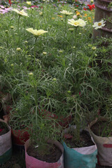 Fototapeta premium yellow colored garden cosmos flower plant