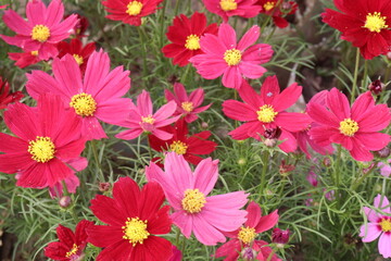 Fototapeta premium pink colored garden cosmos flower