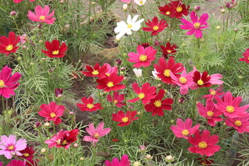 Fototapeta premium pink colored garden cosmos flower
