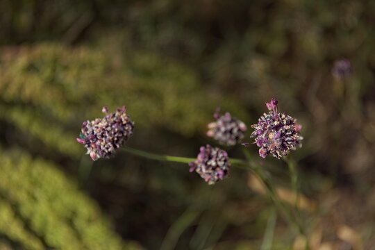 Sand leek (allium scorodoprasum), also known as Rocambole, Saaremaa, Estonia, Europe.
