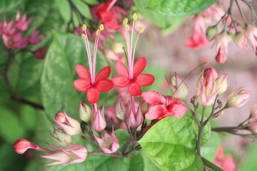 Fototapeta premium Bleeding heart vine flower plant