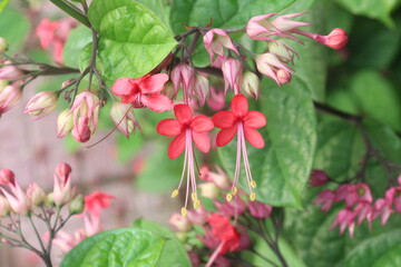 Fototapeta premium Bleeding heart vine flower plant