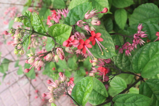 Bleeding heart vine flower plant