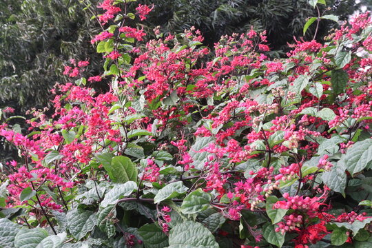 Bleeding heart vine flower plant