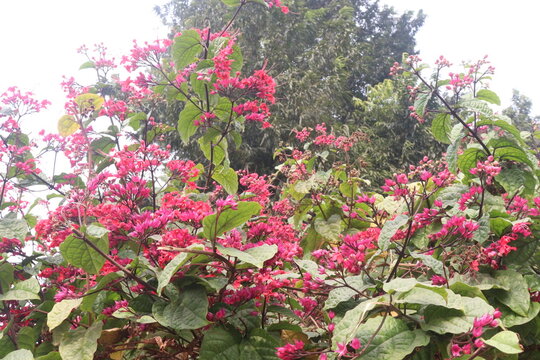 Flaming Glorybower flower and ornamental plant