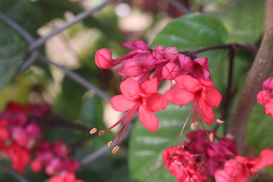 Bleeding heart vine or Flaming Glorybower flower and ornamental plant