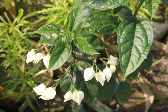 Bleeding-heart vine flower plant on farm