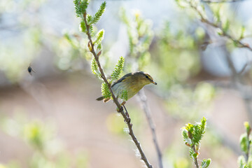 Fototapeta premium Colorful Common Warbler Hunting Insects – Natural Pest Control