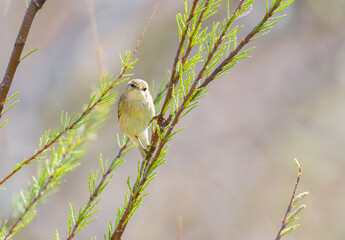 Fototapeta premium Colorful Songbird Hunting Insects on Branch – Wildlife Action