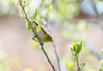 Fototapeta premium Vibrant Warbler on Tree Branch – Natural Background
