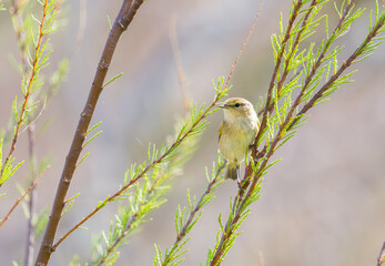 Fototapeta premium Common Warbler Perched in Tree – Calm and Serene Wildlife Scene