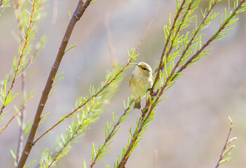 Fototapeta premium Colorful Common Warbler Hunting on Branch