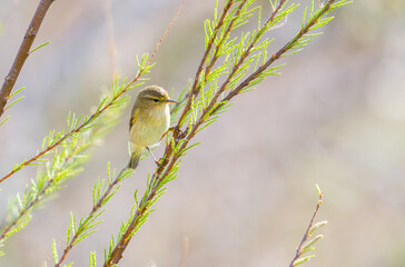 Fototapeta premium Bright Common Warbler in Tree – Clean Outdoor Background
