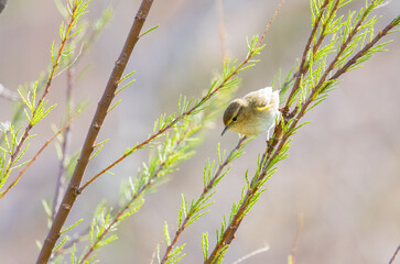 Fototapeta premium Colorful Common Warbler Perched – Minimalist Wildlife