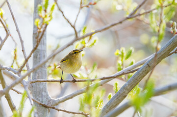 Fototapeta premium Common Warbler Catching Mosquito on Tree