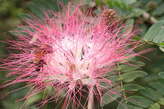 Calliandra haematocephala flower plant on farm