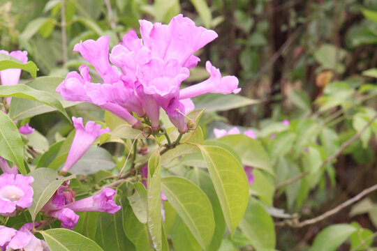 Mansoa alliacea or garlic vine or ajo sacha flower plant on farm