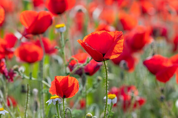 Obraz premium Nature Macro Red Poppy – Soft Focus Floral Composition