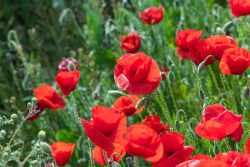 Fototapeta premium Blooming Poppy Field at Sunset – Romantic Spring Landscape